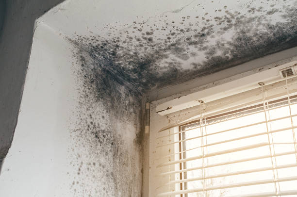 Affordable Black Mold Remediation solutions in Osseo, MN