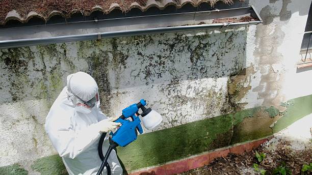 Top rated local Black Mold Remediation specialists in Osseo, MN